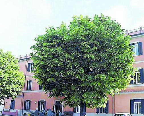 Querelle Casa Ascoli, parla il commissario: «Nomina legittima» 