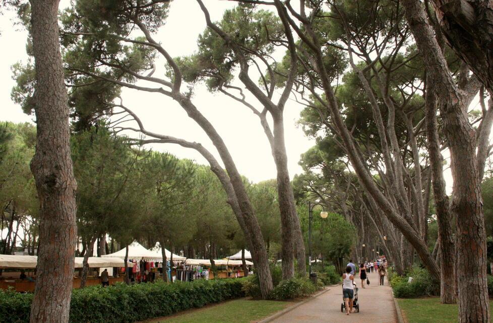 Pineta Marradi, l’osservata speciale: uno studio sulla stabilità dei pini 
