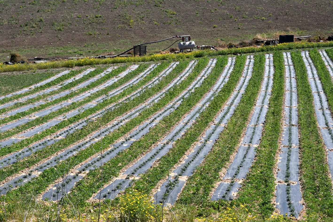 Sardegna, ok alla legge sulla coltivazione della cannabis sativa