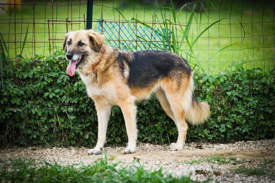 Vodka, il cane che in Versilia nessuno adotta: «Da sei anni è nel nostro recinto, aiutatelo» 
