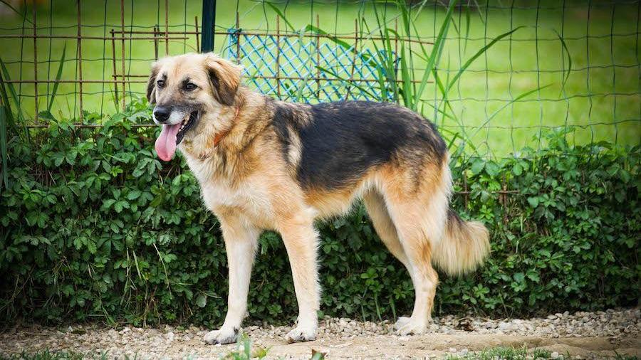 Vodka, il cane che in Versilia nessuno adotta: «Da sei anni è nel nostro recinto, aiutatelo»