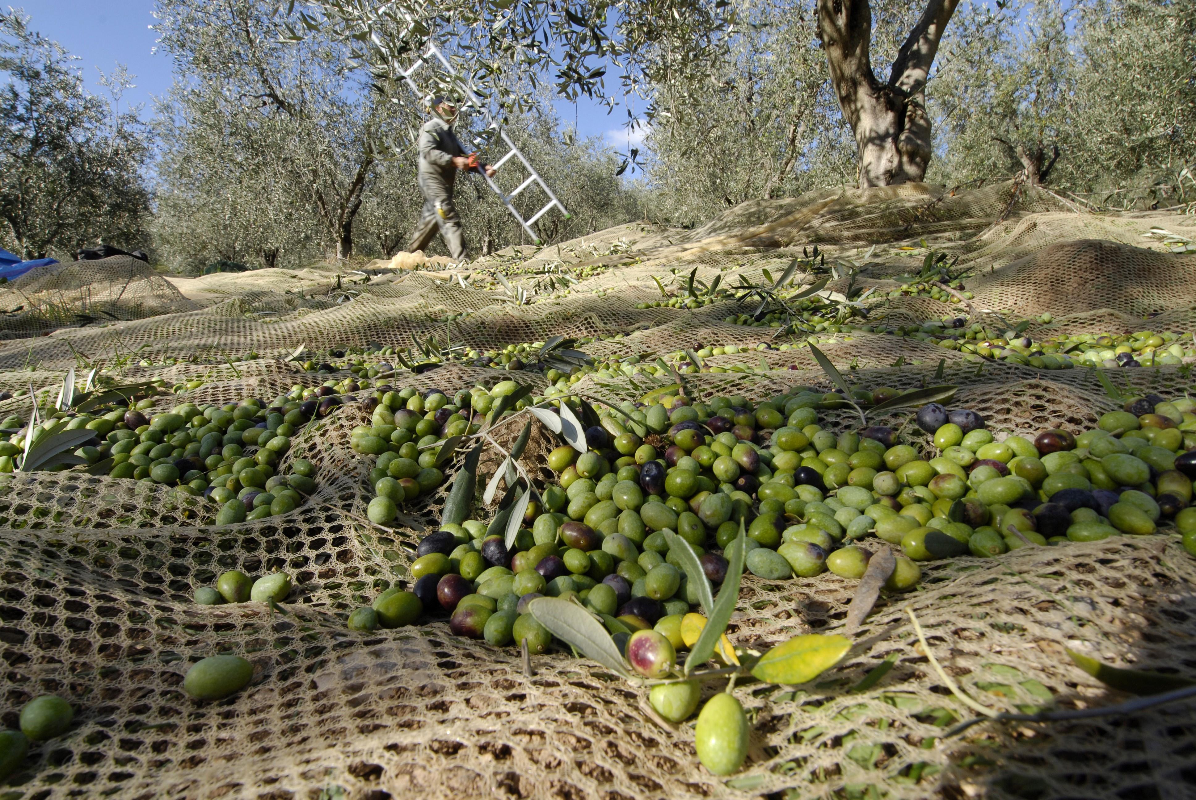 L’olio più buono del mondo? È in Toscana. Frantoio in Maremma per quattro volte al top 