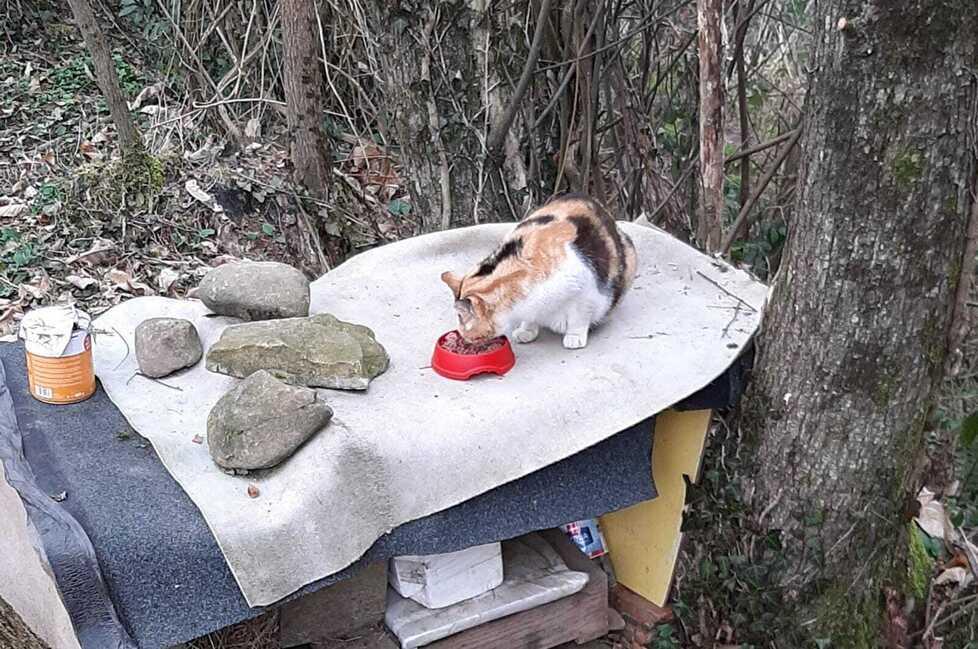 uno dei gatti che è stato poi trovato ferito a morte