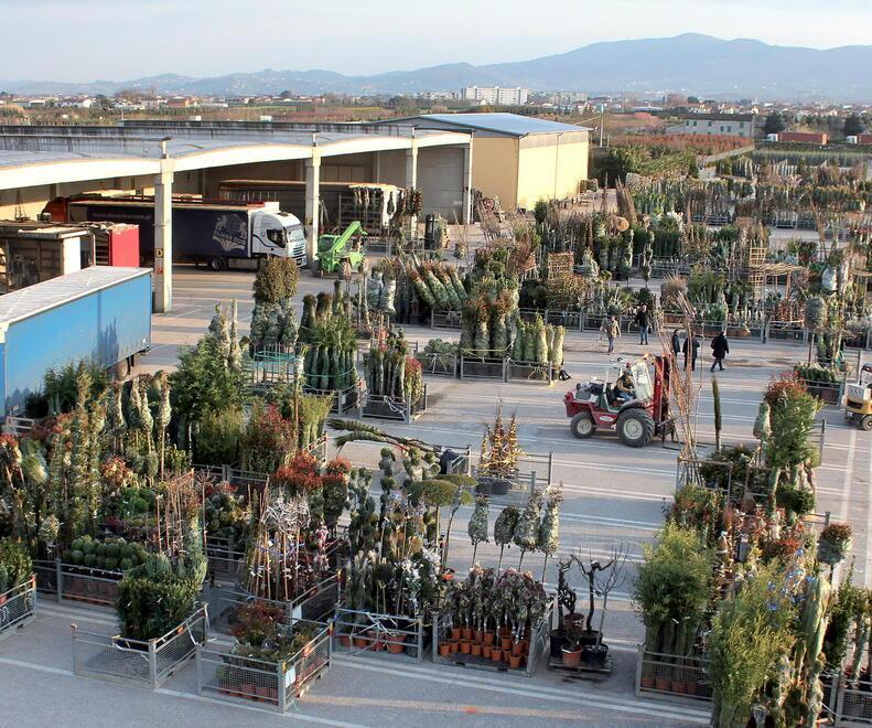 Piante ornamentali in un vivaio di Pistoia (FOTO D’ARCHIVIO)