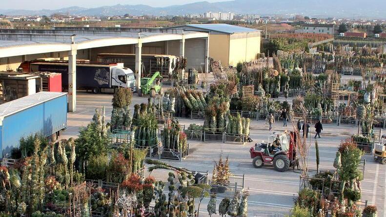 Piante ornamentali in un vivaio di Pistoia (FOTO D’ARCHIVIO)