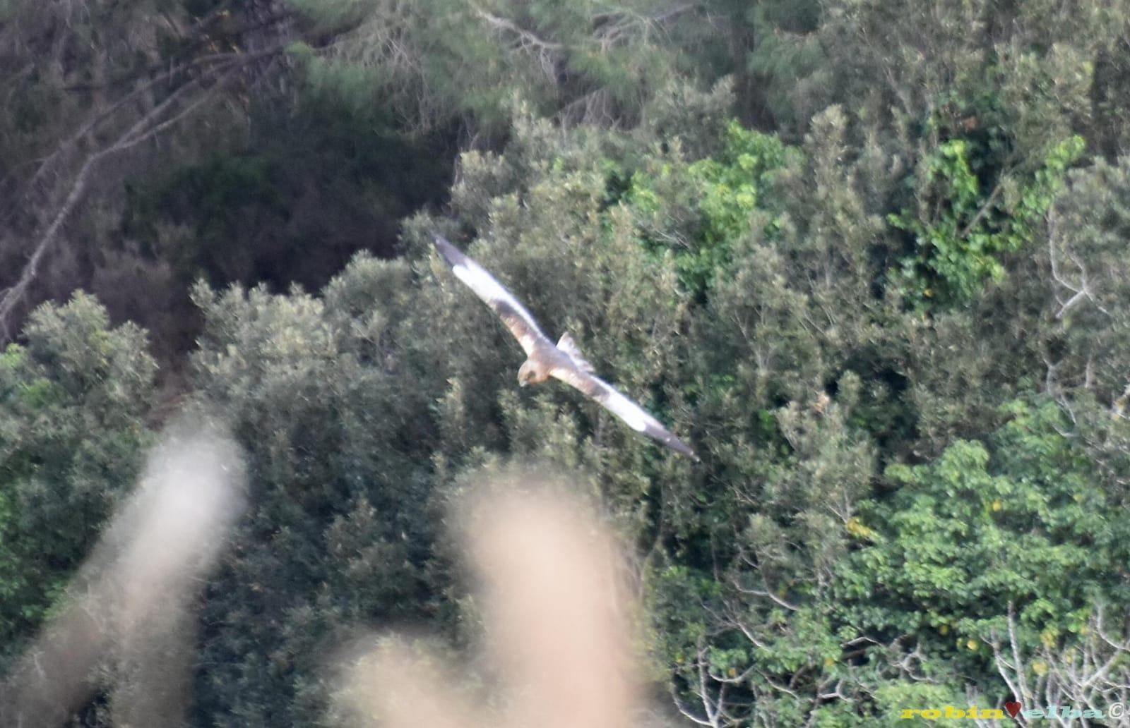 Il falco di palude avvistato da Legambiente nella zona umida di Mola