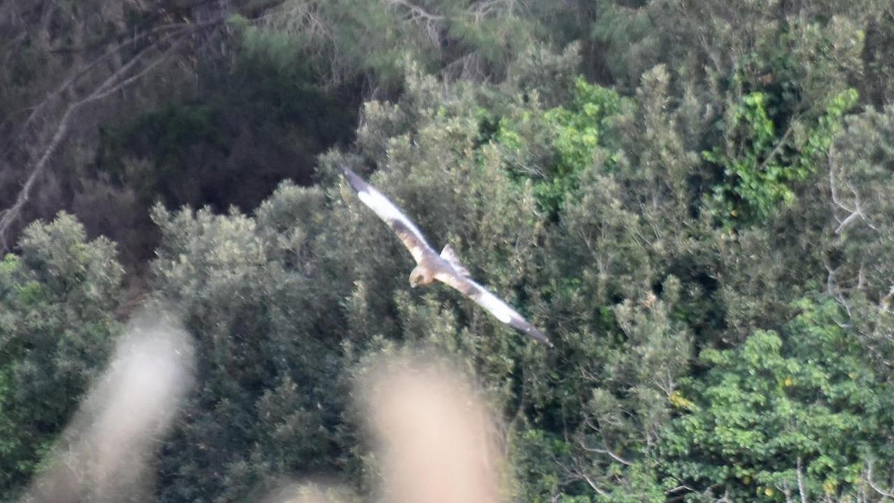 Il falco di palude avvistato da Legambiente nella zona umida di Mola