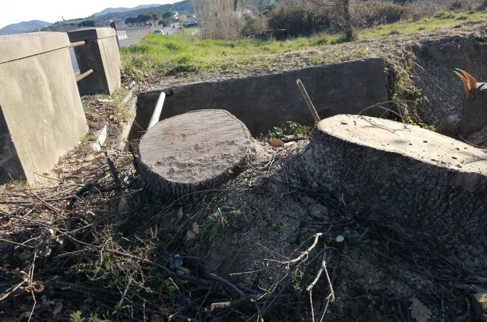 Enac ordina di abbattere 21 alberi a La Pila. «Rappresentano un ostacolo per gli aerei» 