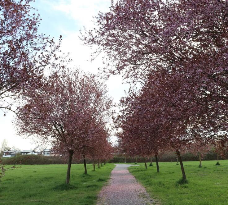 Reggio Emilia più verde con 450 alberi nel Parco Dario Fo 