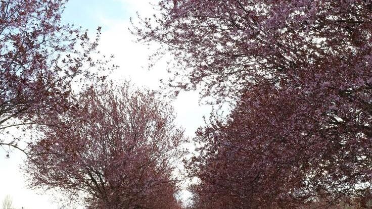 Reggio Emilia più verde con 450 alberi nel Parco Dario Fo