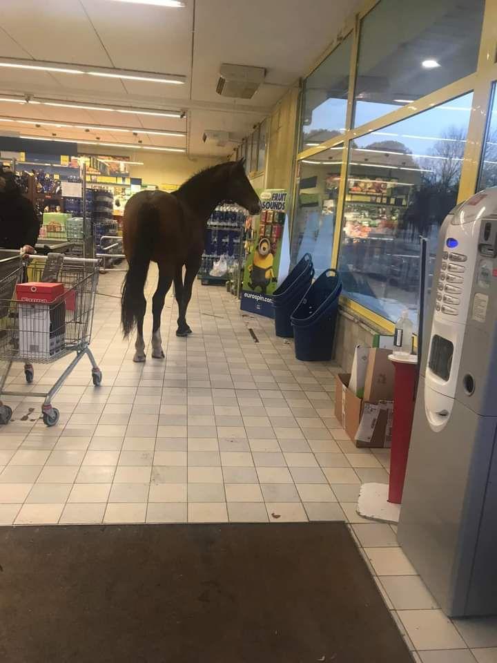 Il cavallo al supermercato