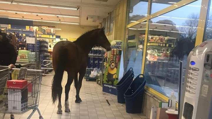Il cavallo al supermercato