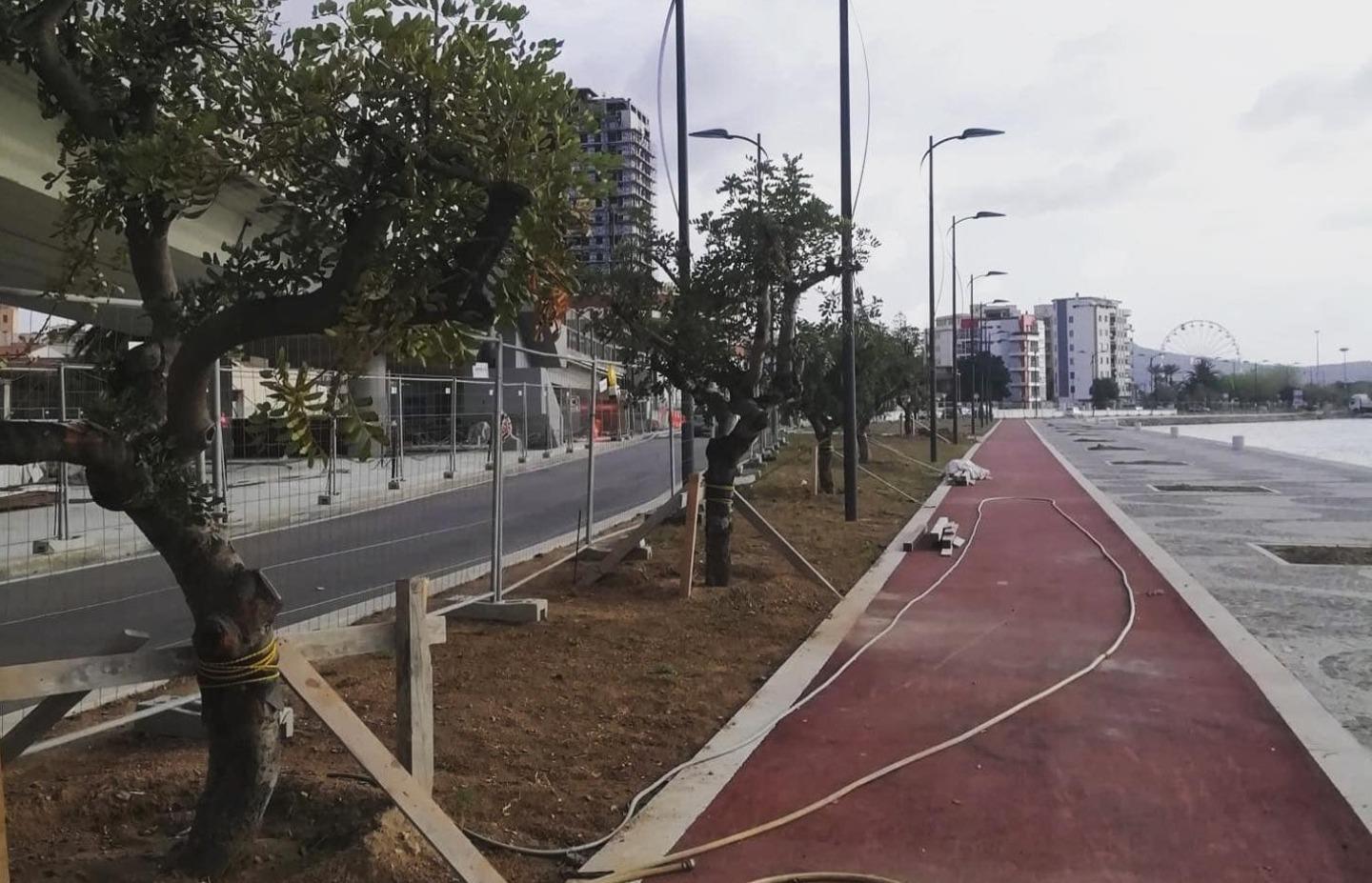 Olbia, gli storici carrubi da piazza Crispi al nuovo lungomare 
