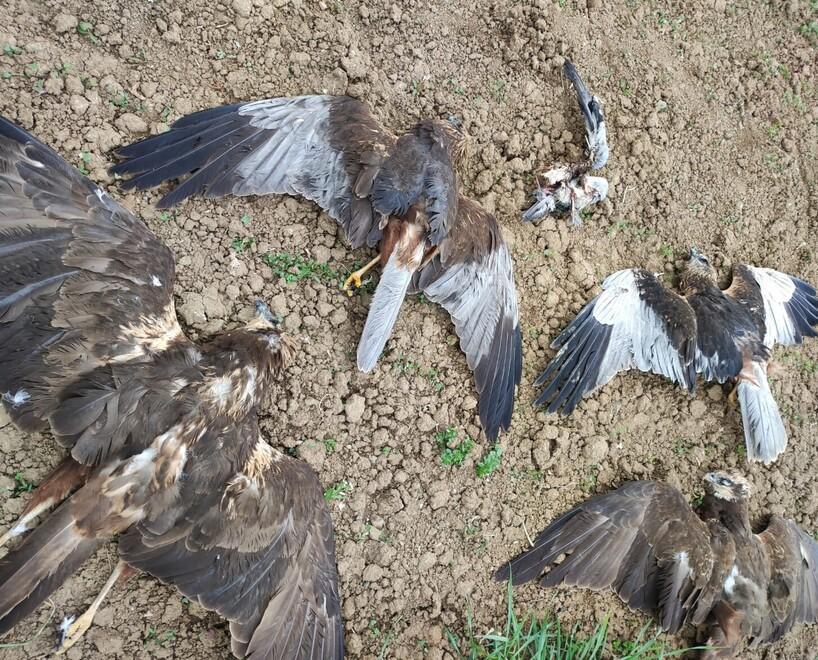 Strage di falchi di palude a Bibbiano. Si ipotizza un avvelenamento 