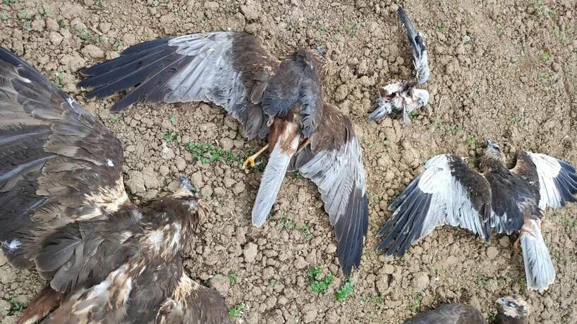 Strage di falchi di palude a Bibbiano. Si ipotizza un avvelenamento