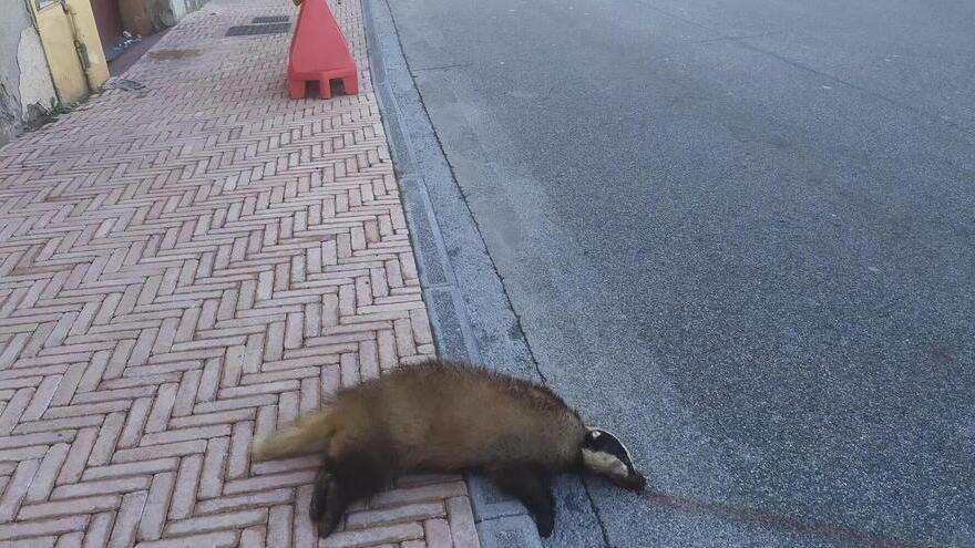 Il tasso travolto in via Lucchese a Uzzano