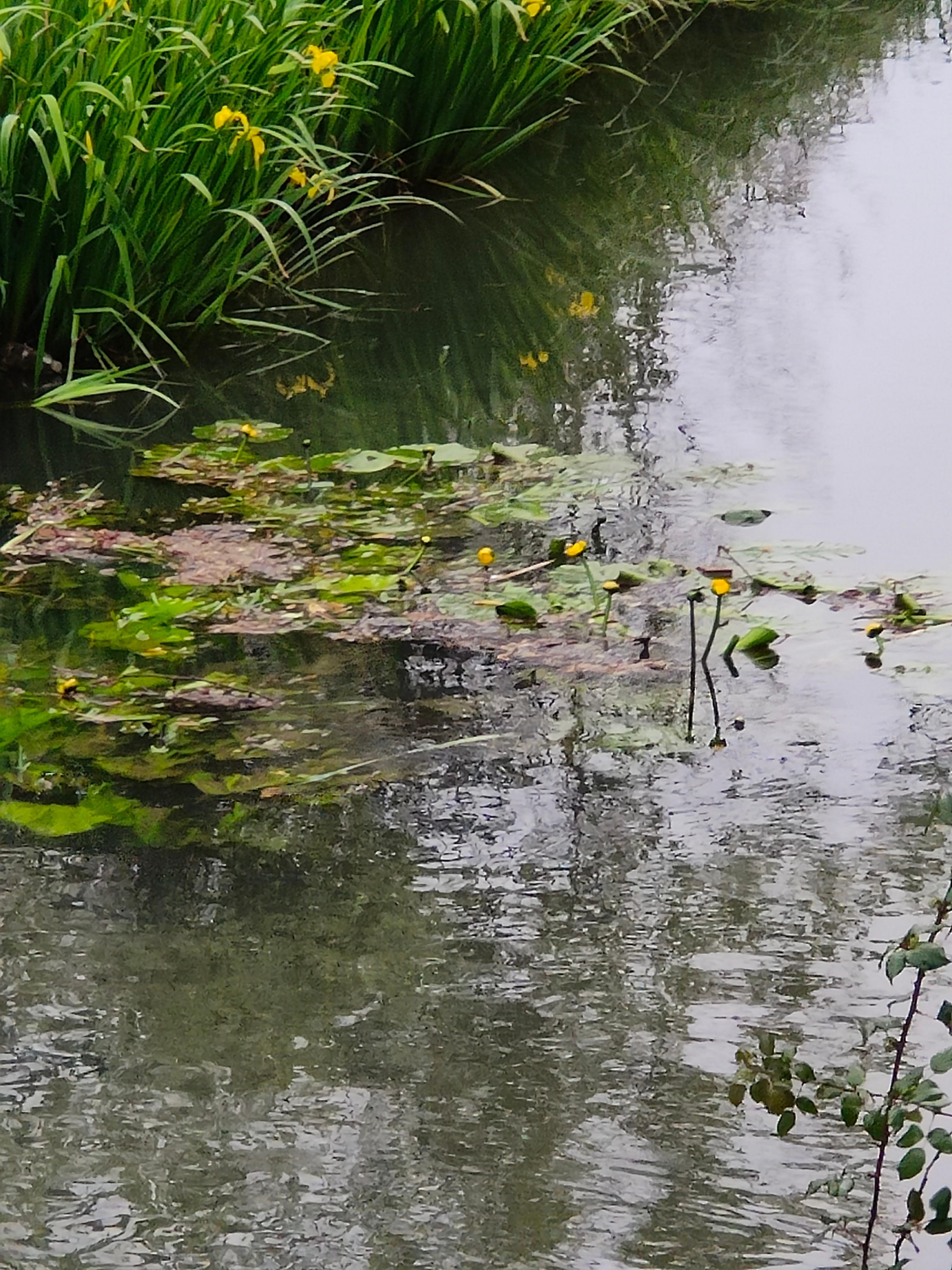 Nel Parco della Versiliana una scoperta eccezionale: nel fosso di Tonfano è nata la ninfea gialla