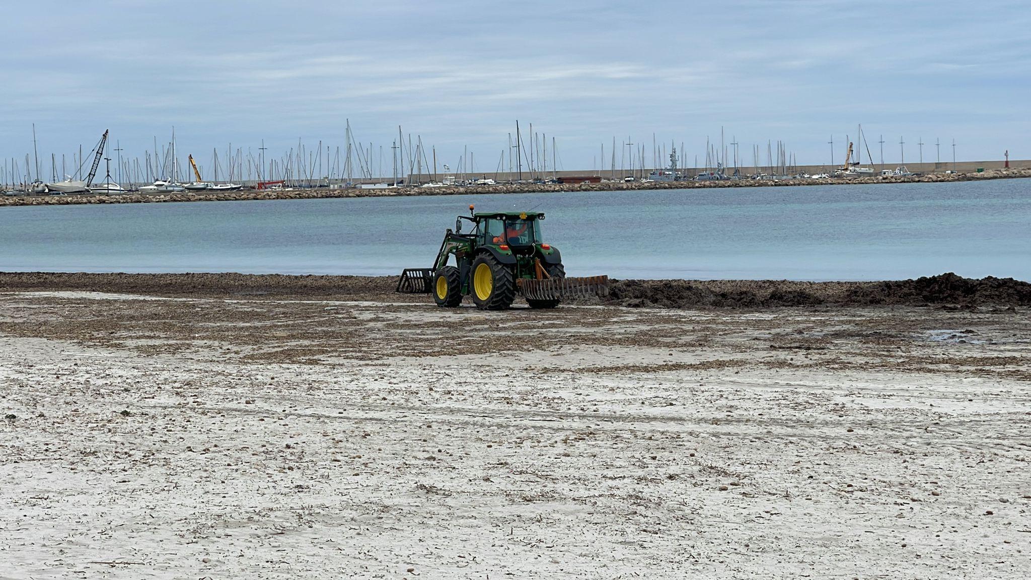 Alghero, la via la rimozione della posidonia dalle spiagge 
