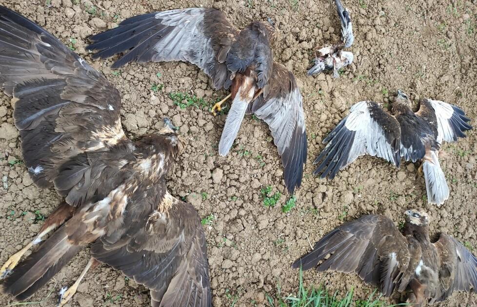 Falchi di palude uccisi: il cane dei forestali trova altre 2 carcasse 