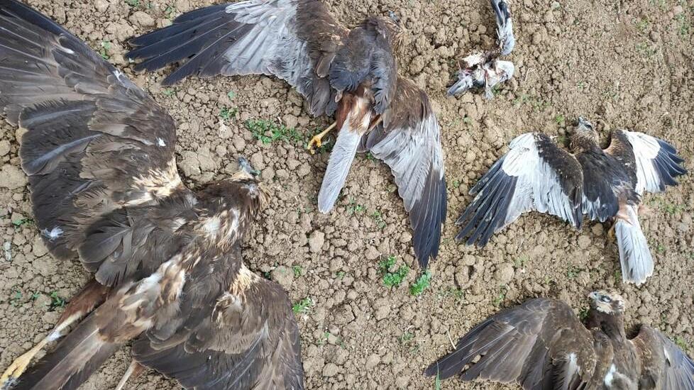 Falchi di palude uccisi: il cane dei forestali trova altre 2 carcasse