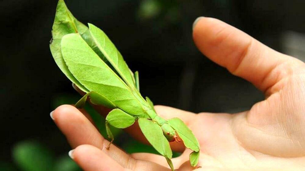Modena, weekend con EntoModena la mostra mercato degli insetti