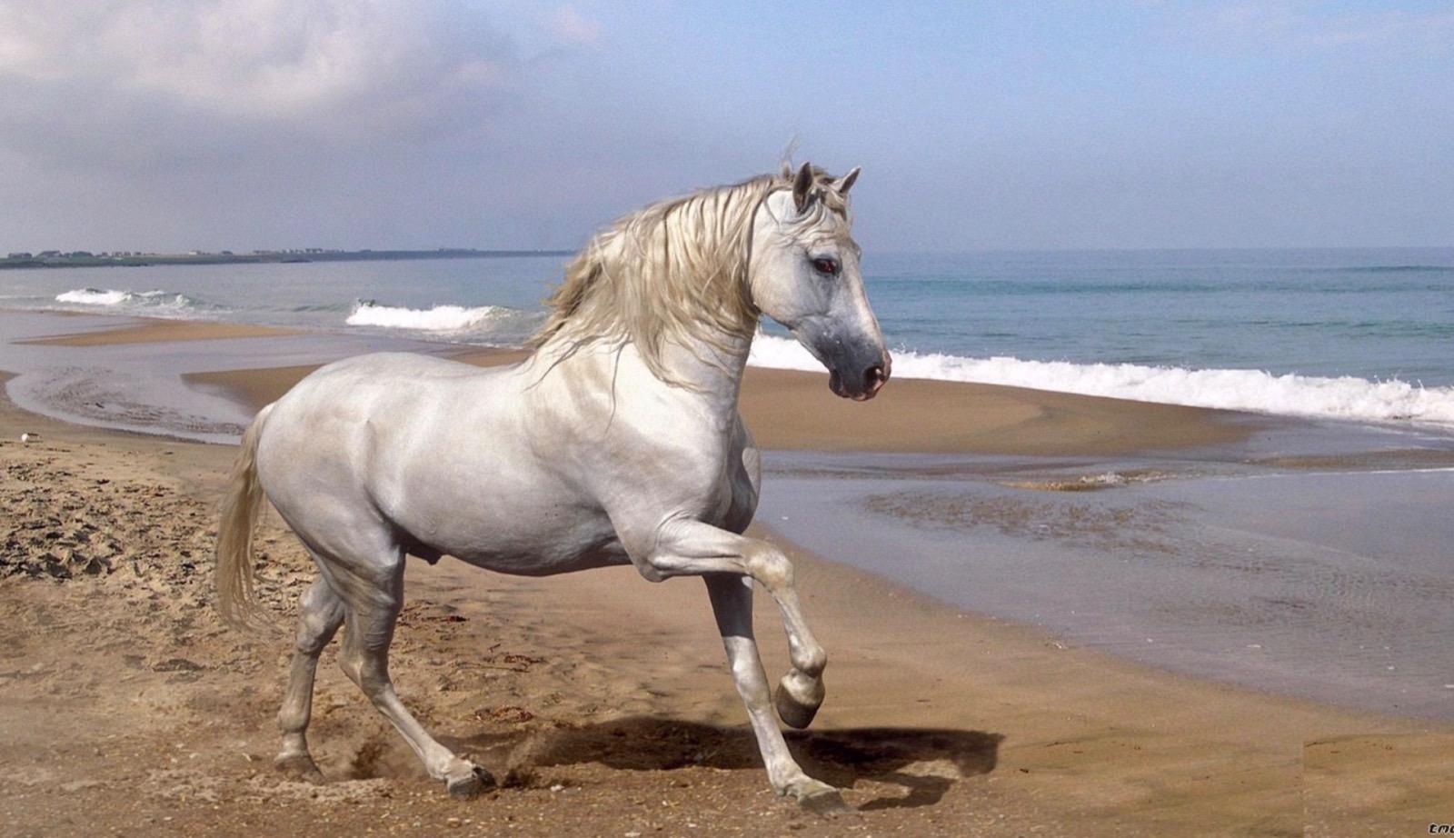 Cavallo imbizzarrito sulla spiaggia travolge un ciclista che finisce in ospedale