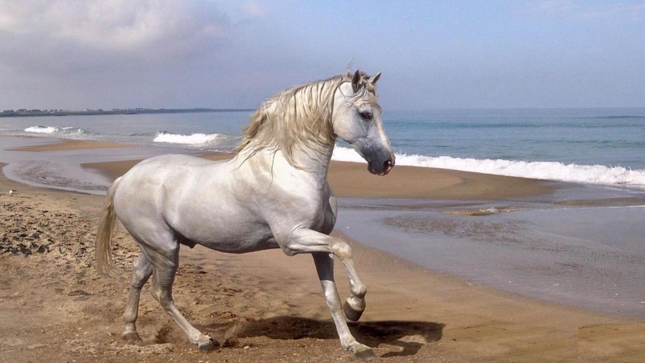 Cavallo imbizzarrito sulla spiaggia travolge un ciclista che finisce in ospedale