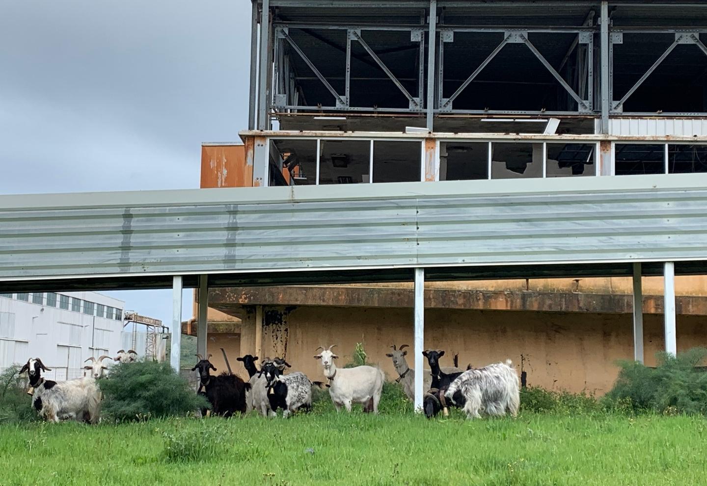 Area industriale fantasma: a Ottana più animali che buste paga 