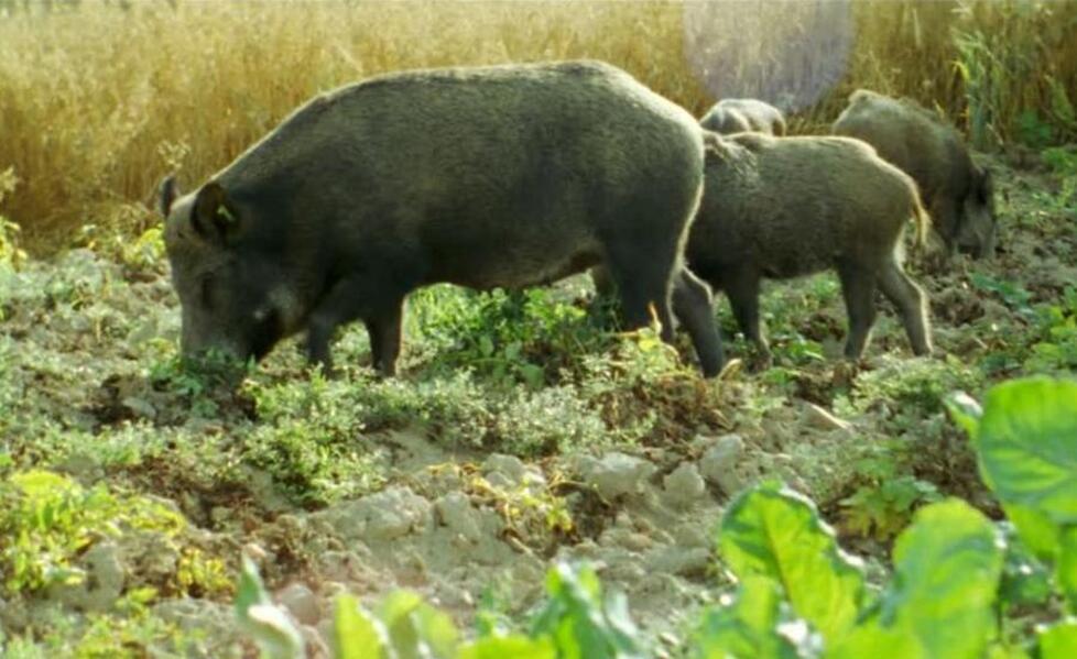 Danni degli animali selvatici: chiesto processo per 20 perizie "gonfiate". Chi sono gli indagati