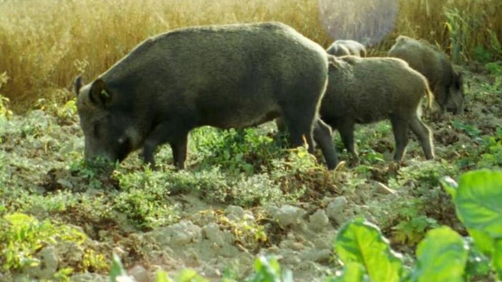 Danni degli animali selvatici: chiesto processo per 20 perizie "gonfiate". Chi sono gli indagati