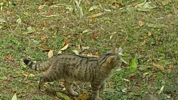 Avvistamento e foto del gatto selvatico a spasso per le Apuane