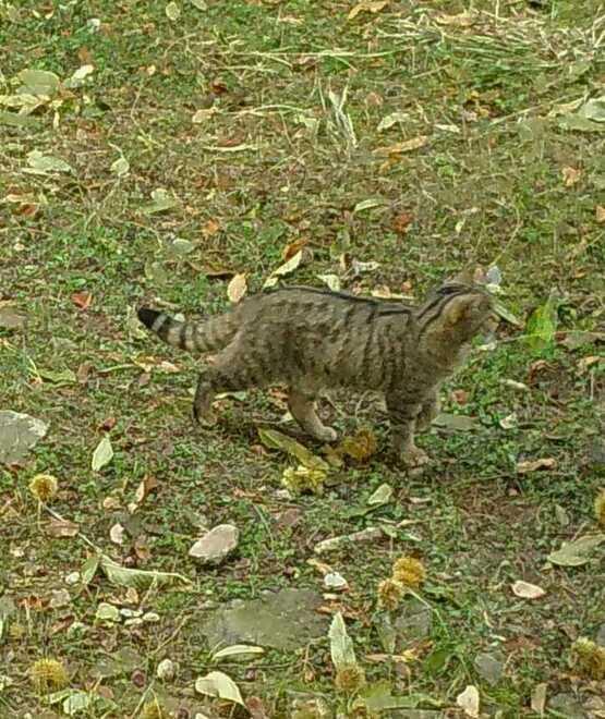 Seravezza, nel parco delle Apuane avvistato il gatto selvatico: «Un ritrovamento eccezionale» 