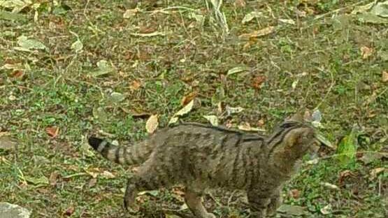 Seravezza, nel parco delle Apuane avvistato il gatto selvatico: «Un ritrovamento eccezionale»