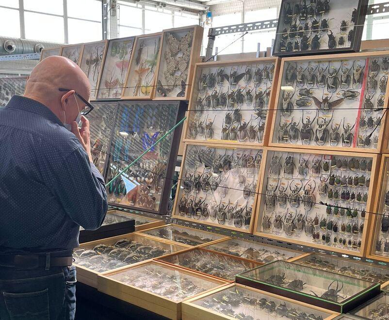 Modena il ritorno Entomodena, tutti in fiera anche  a caccia di insetti rari da tutto il mondo 