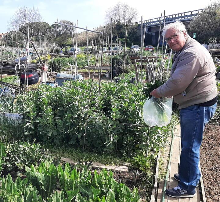 Il presidente Mario Pozzi che raccoglie le sue verdure in uno degli orti sociali in via di Salviano 265