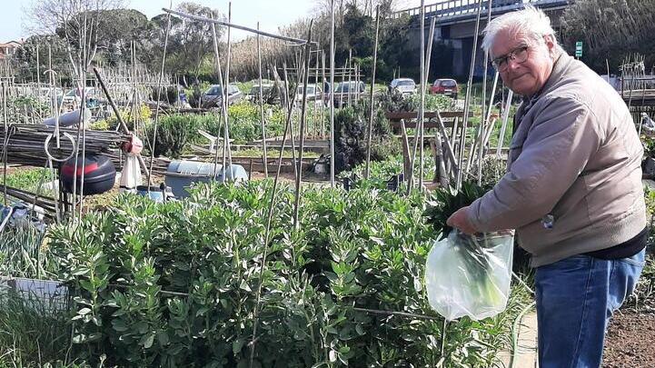 Il presidente Mario Pozzi che raccoglie le sue verdure in uno degli orti sociali in via di Salviano 265