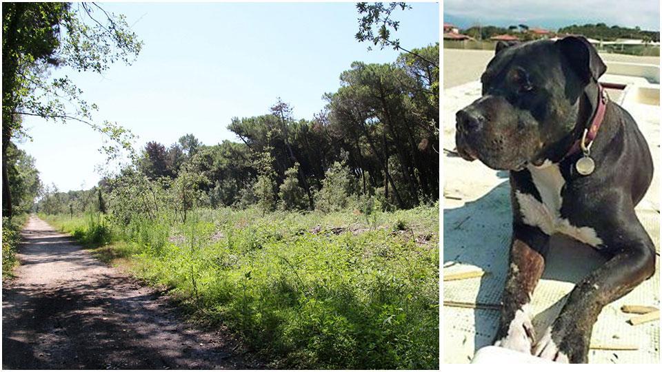 Viareggio, i cinghiali attaccano e sbranano un cane nella pineta di Levante 
