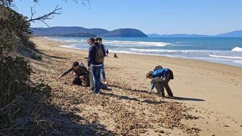 La pulizia del litorale del parco naturale costiero di Rimigliano