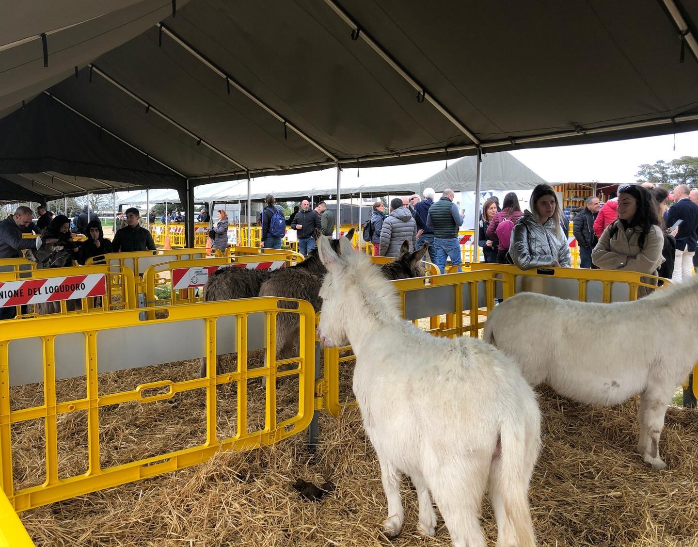 L’asinello sardo incanta Ittireddu 