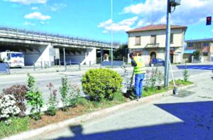 Gli alberi alleati dei nostri polmoni: ora si punta sull’alloro 