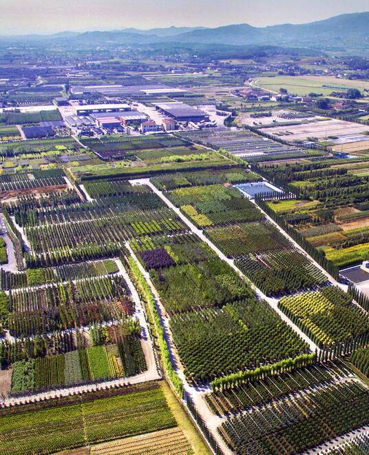 Una panoramica del distretto vivaistico di Pistoia