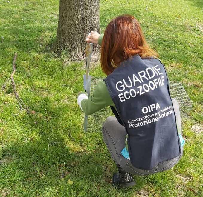 Soliera. Muore un geco, a processo per abbandono 