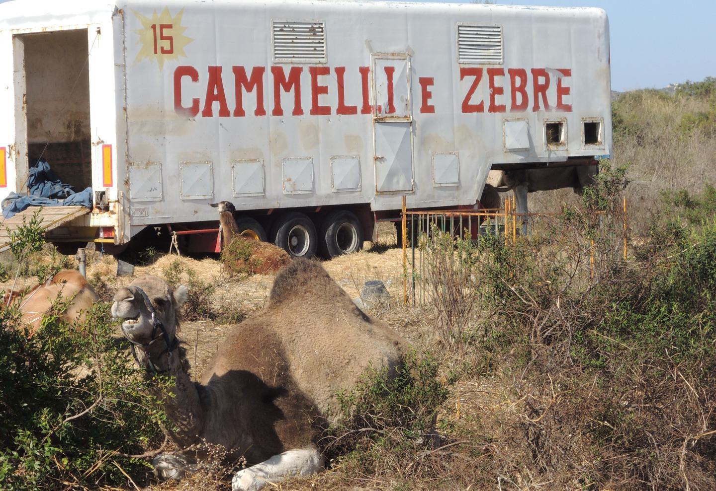 Animali maltrattati, 2 condanne a Tempio per il circo Martin 