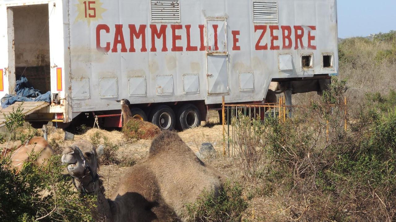 Animali maltrattati, 2 condanne a Tempio per il circo Martin