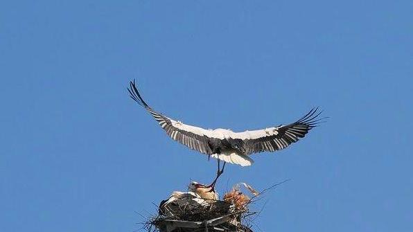 Ozieri, il vecchio traliccio Enel casa delle cicogne bianche