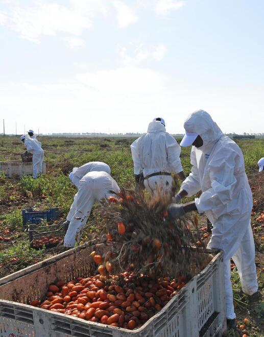 Dietro i “caporali” le aziende agricole che usavano braccianti sfruttati 