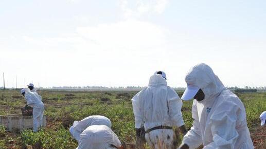 Dietro i “caporali” le aziende agricole che usavano braccianti sfruttati