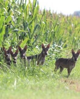 Alla scoperta del lupo con il Cai. Convegno nazionale ad Argenta 