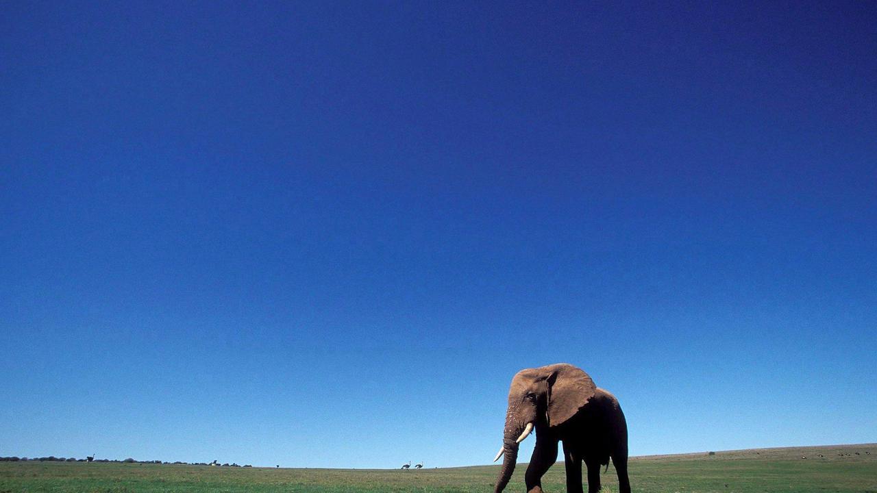 Elefante in un container a Iglesias: denuncia degli animalisti