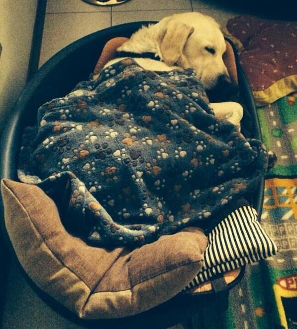 Porto Garibaldi, la  protesta di una turista: «Non c’è pronto soccorso per gli animali: me ne vado» 